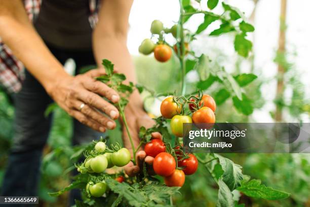 woman working on organic farm - cherry tomato stock pictures, royalty-free photos & images