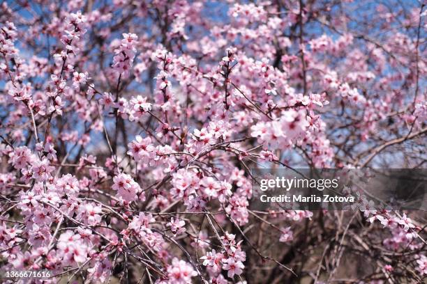 spring collection of holiday cards with early rose trees, sakura, apricot flowers - armenian genocide stock pictures, royalty-free photos & images