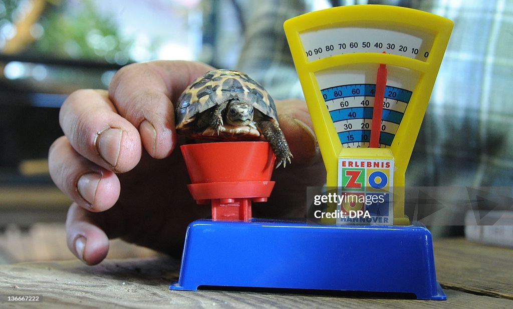 A keeper puts a spider tortoise (Pyxis a