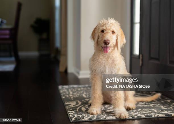 young yellow and cream labradoodle sitting on a foyer rug looking at the camera - labradoodle stock-fotos und bilder