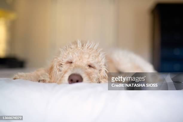 young cream and yellow labradoodle puppy laying on a bed with white linens - labradoodle stock-fotos und bilder
