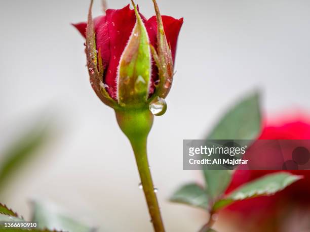 rose flower bud - ali rose fotografías e imágenes de stock