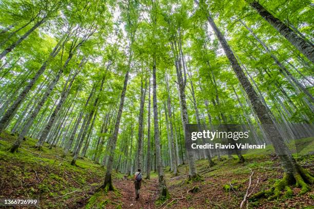 forest of cansiglio, veneto, italy - beech tree imagens e fotografias de stock