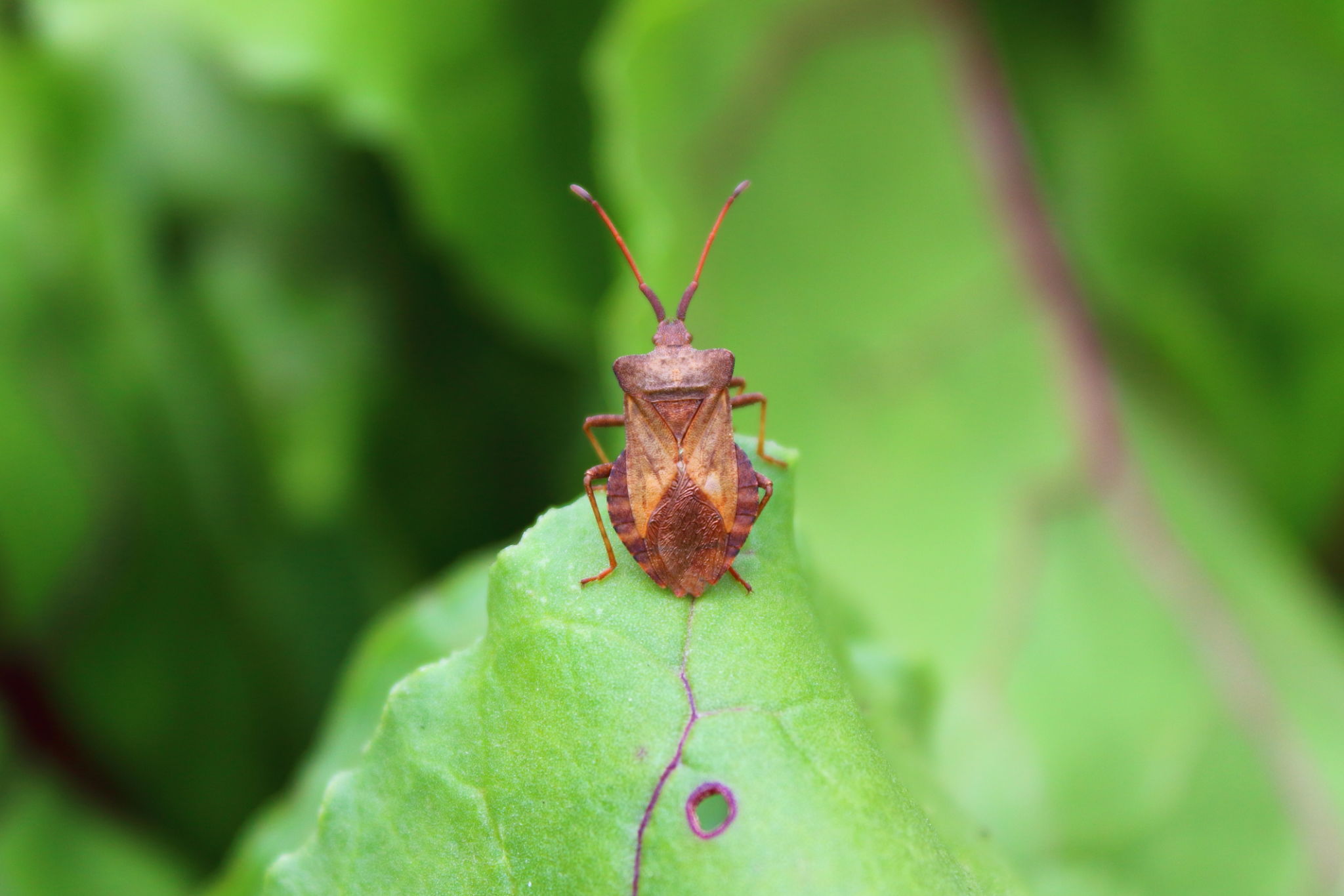 chinch bugs