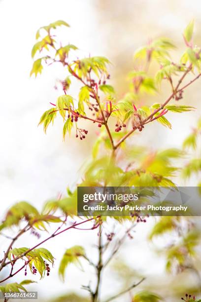 Pollen Maple Photos and Premium High Res Pictures - Getty Images