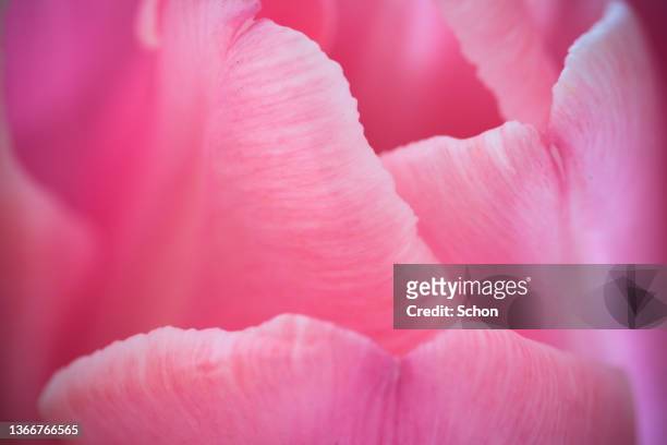 close-up of a pink tulip - grön färg 個照片及圖片檔