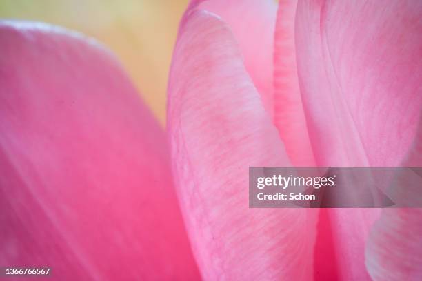 close-up of a pink tulip - klart ljus photos et images de collection