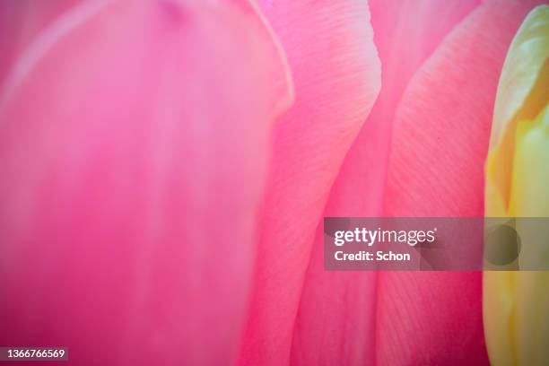 close-up of a pink tulip - grön färg - fotografias e filmes do acervo