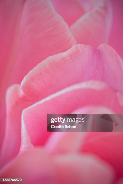 close-up of a pink tulip - löv stock-fotos und bilder