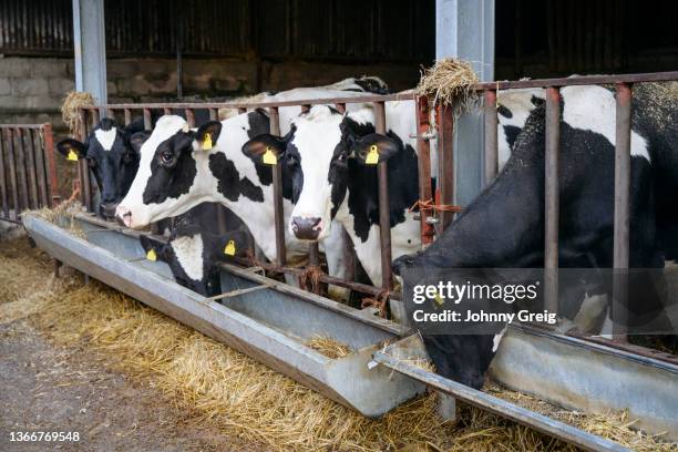 five holstein cows lined up at feeding trough - bovin photos et images de collection