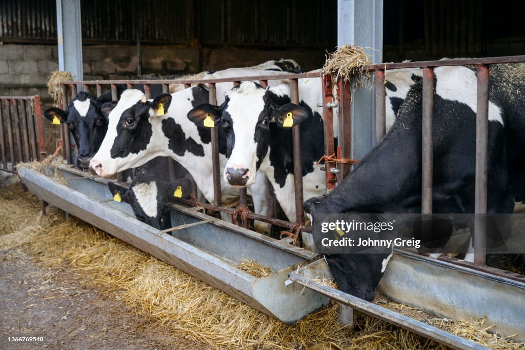 Five Holstein cows lined up at feeding trough