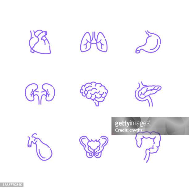 set of human organs and anatomy related line icons. outline symbol collection, editable stroke - spleen stock illustrations