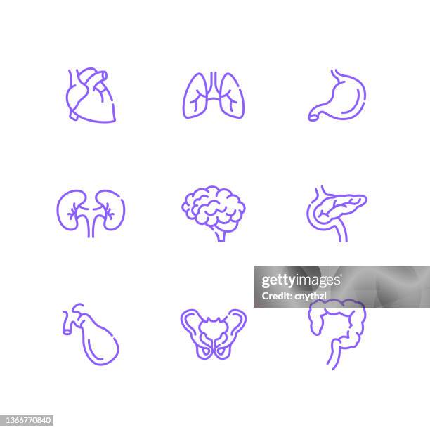 set of human organs and anatomy related line icons. outline symbol collection, editable stroke - spleen 幅插畫檔、美工圖案、卡通及圖標