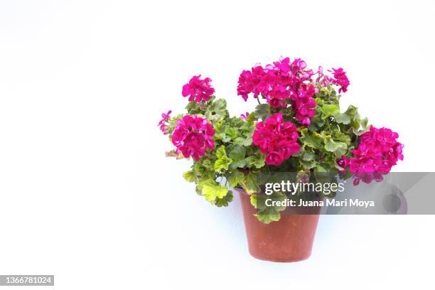 hanging pot of geraniums. in a white facade, of a typical andalusian street. in castril, province of granada, andalusia, spain - vaso de flor imagens e fotografias de stock