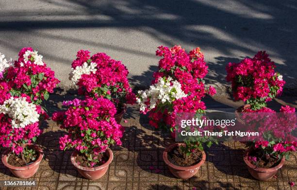 colorful bougainvillea sell during tet holiday in vietnam - bougainville stockfoto's en -beelden