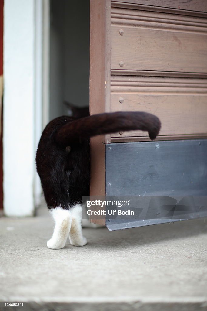 Curious black cat entering door waving its tail