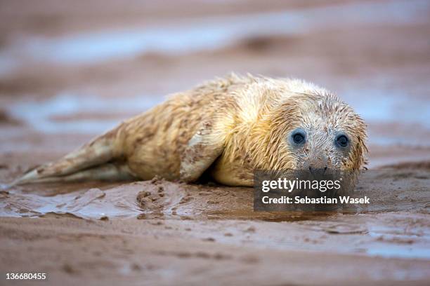 grey seal pup - north somercotes stockfoto's en -beelden