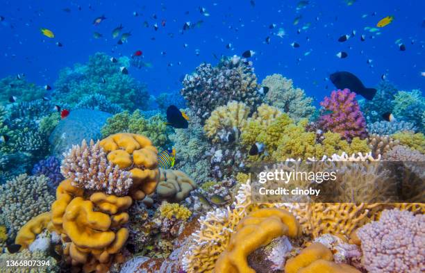 meeresleben auf schönem korallenriff mit vielen kleinen tropischen fischen am roten meer - marsa alam - ägypten - biodiversität stock-fotos und bilder