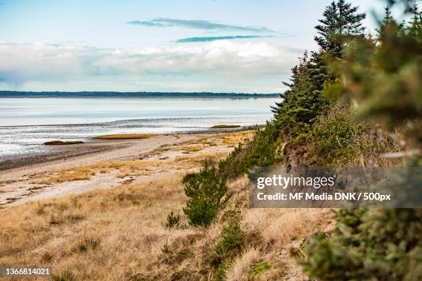 nature - woods,scenic view of beach against sky,esbjerg,denmark - esbjerg stock-fotos und bilder