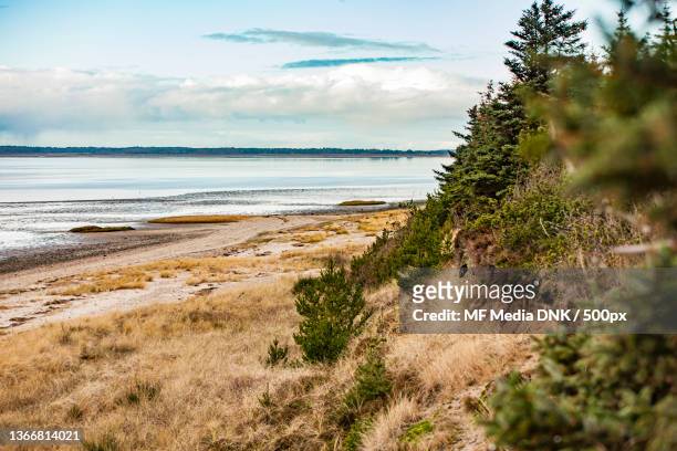 nature - woods,scenic view of beach against sky,esbjerg,denmark - forest denmark stock pictures, royalty-free photos & images