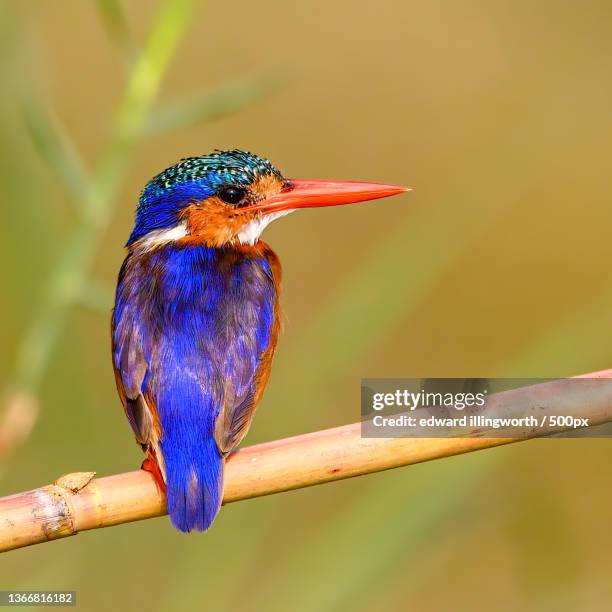 beautiful malachite kingfisher perched in a tree,botswana - botswana stock pictures, royalty-free photos & images