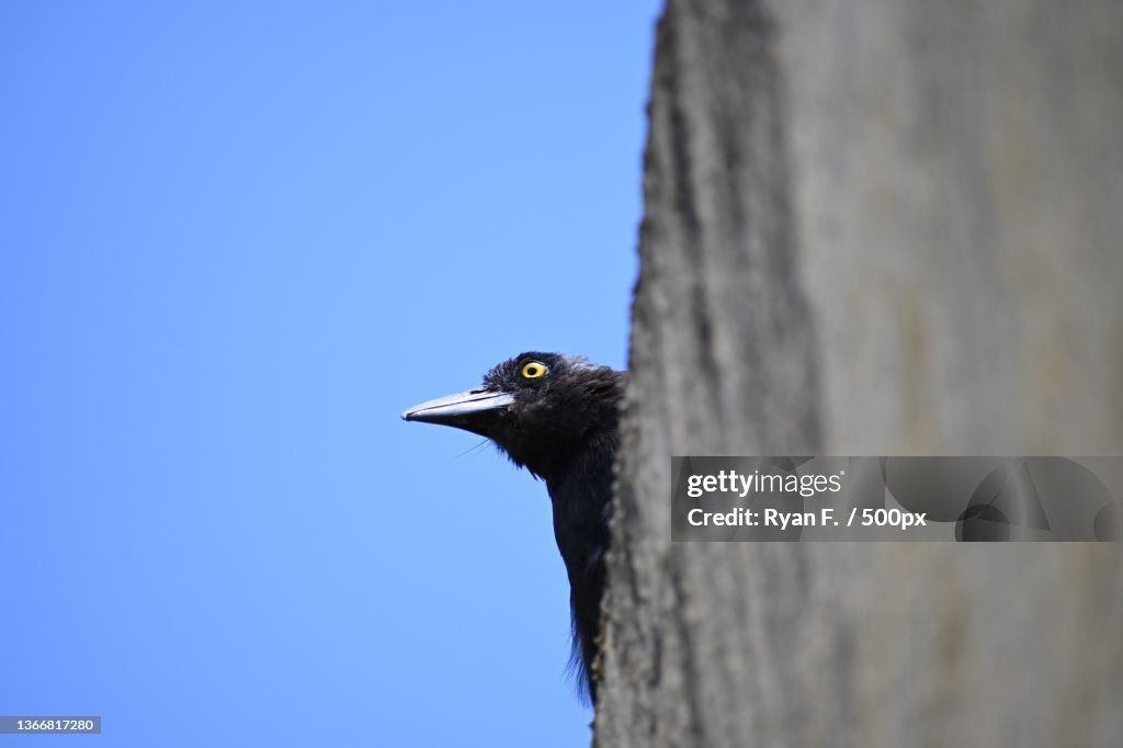 Low angle view of crow perching on tree against clear blue sky