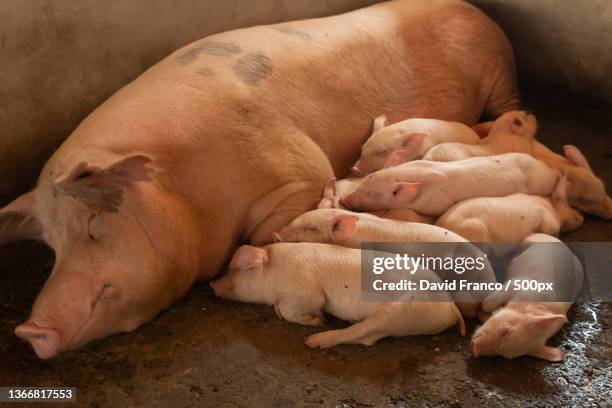 beautiful set of pigs in pig farm,salento,colombia - sow pig stock pictures, royalty-free photos & images
