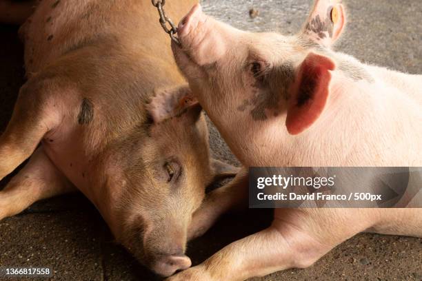 beautiful set of pigs in pig farm,salento,colombia - quindio imagens e fotografias de stock