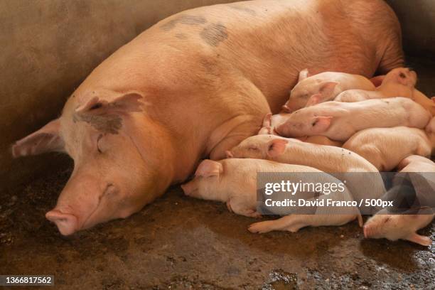 beautiful set of pigs in pig farm,salento,colombia - cerdito fotografías e imágenes de stock