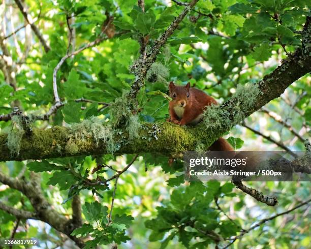 low angle view of squirrel on tree,oban,united kingdom,uk - リス ストックフォトと画像