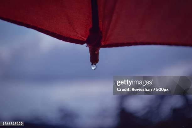 flower bud,low angle view of umbrella against sky during rainy season - 500px plus stockfoto's en -beelden