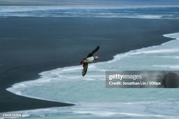 Puffin In Flight A Seagull Flying Over The Beach Iceland High-Res Stock Photo