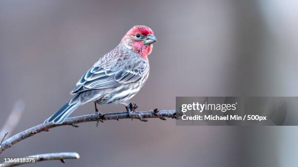 feathers with layer,close-up of finch perching on twig - house finch stock pictures, royalty-free photos & images