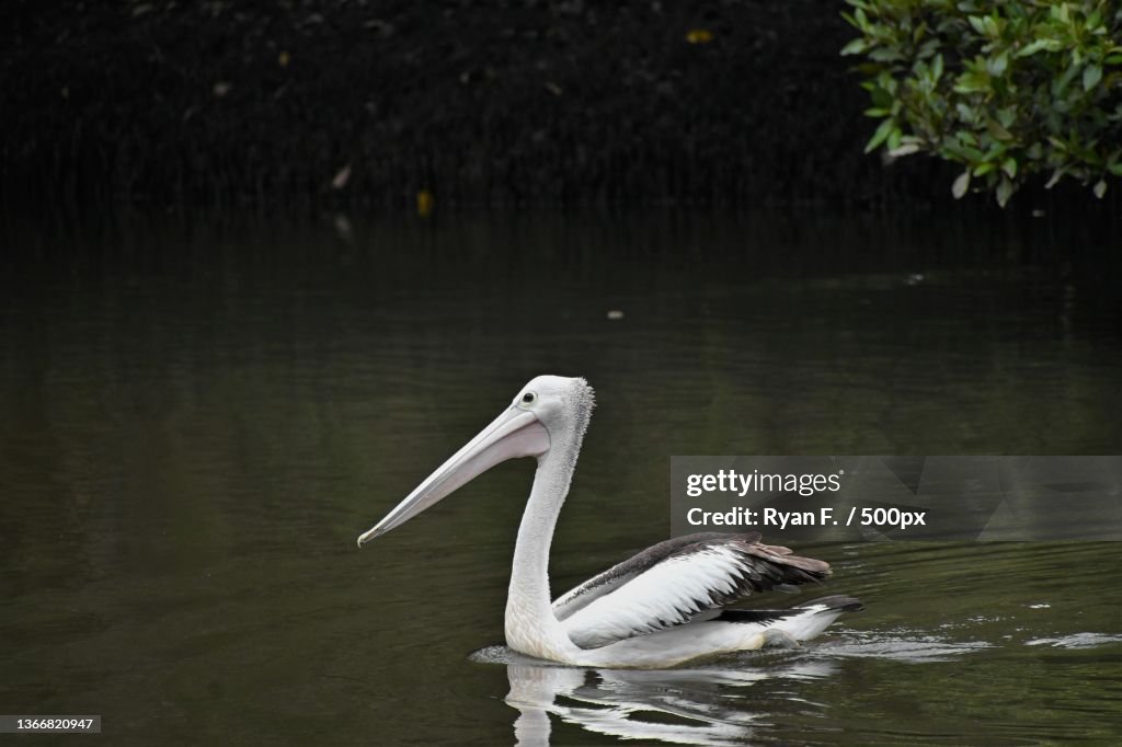 Australian Pelican,Side view of gray heron