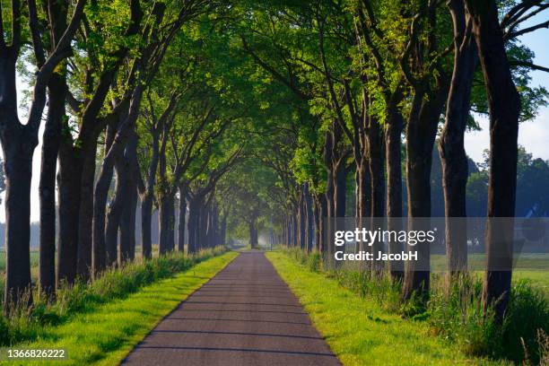 Elm Tree Rows Of Elm Trees Photos and Premium High Res Pictures - Getty Images