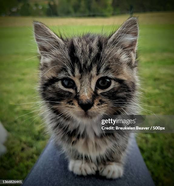 sweet little kitten,close-up portrait of cat on grass - tabby munchkin cat bildbanksfoton och bilder