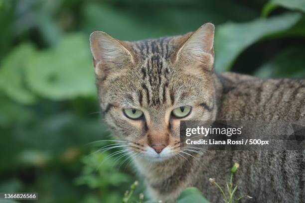 the cat,close-up portrait of tabby cat,ancona,italy - whisker stock pictures, royalty-free photos & images