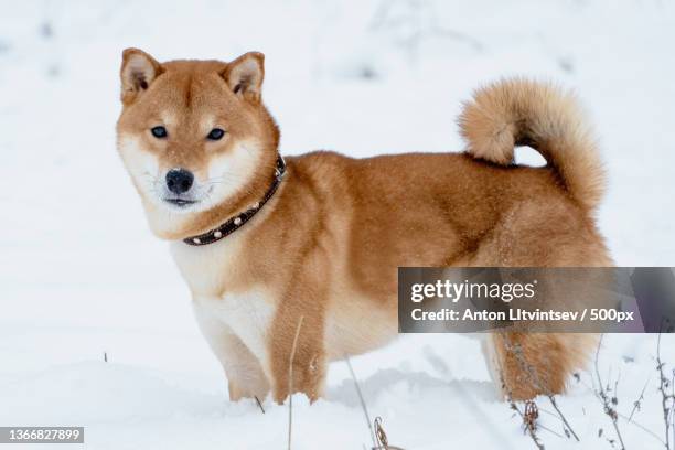 the shiba inu japanese dog plays in the snow in winter - shiba inu winter stock pictures, royalty-free photos & images