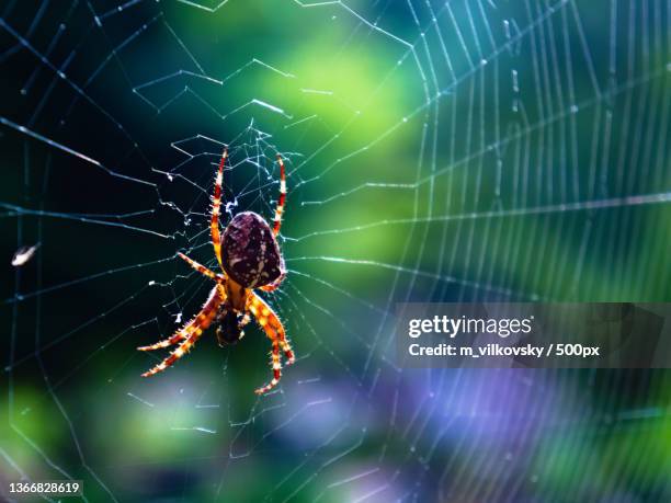 close-up of spider on web,srebrniki,poland - spider web bildbanksfoton och bilder