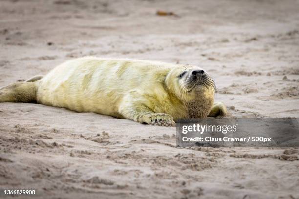 morning stretching,high angle view of seal sleeping on sand at beach,helgoland,germany - kegelrobbe ストックフォトと画像