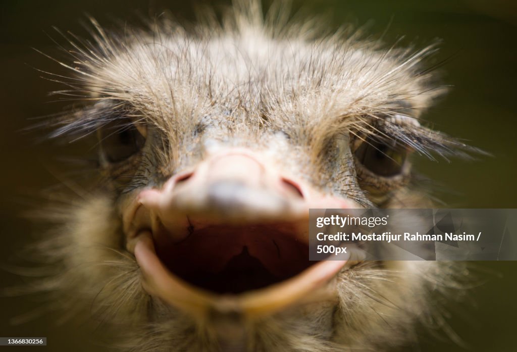 The smile,Close-up portrait of ostrich,Bangladesh