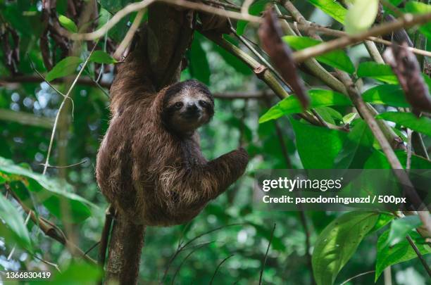 sloth,low angle view of bradypus variegatus on tree,cahuita,costa rica - bicho preguiça - fotografias e filmes do acervo