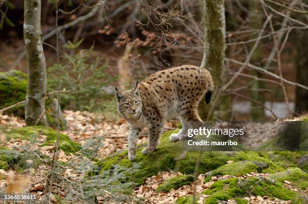 eurasischer luchs (lynx lynx) - eurasischer luchs stock-fotos und bilder