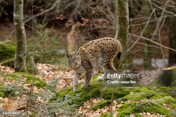 eurasian lynx (lynx lynx) - eurasian lynx stock pictures, royalty-free photos & images