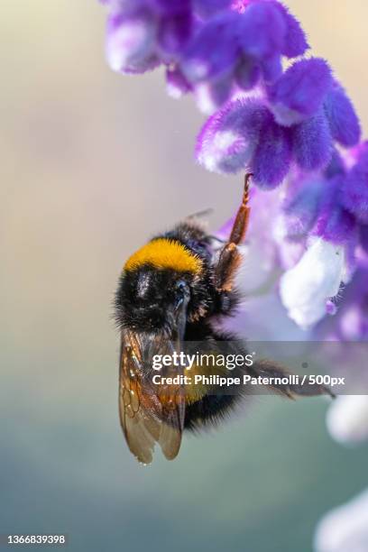 bumblebee foraging,close-up of bee on purple flower,jardin botanique hanbury,italy - fleur flore stock pictures, royalty-free photos & images