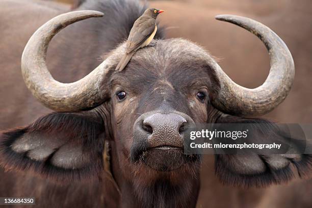 closeup of cape buffalo - アフリカスイギュウ ストックフォトと画像