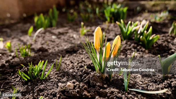 close-up of yellow crocus blooming on field - gardien de but fotografías e imágenes de stock