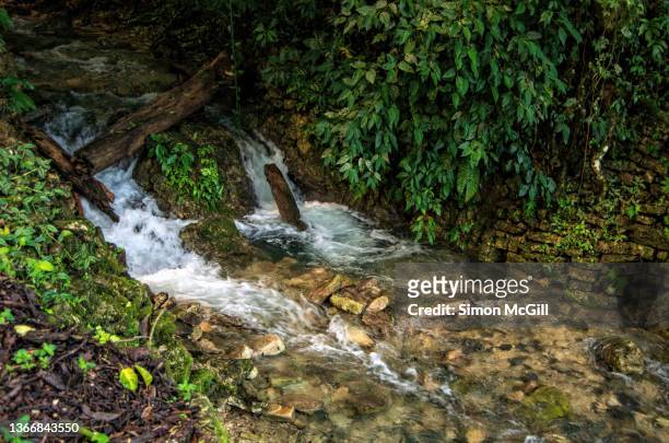 stream at palenque, chiapas, mexico - tiny creek stock pictures, royalty-free photos & images