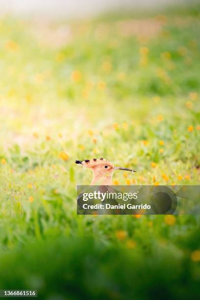 hoopoes, precious birds, wildlife backgrounds, - national geographic society stock-fotos und bilder