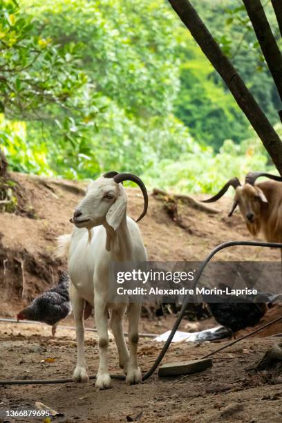 white goat standing near chickens in natural park tayrona, colombia - goats foot stock pictures, royalty-free photos & images